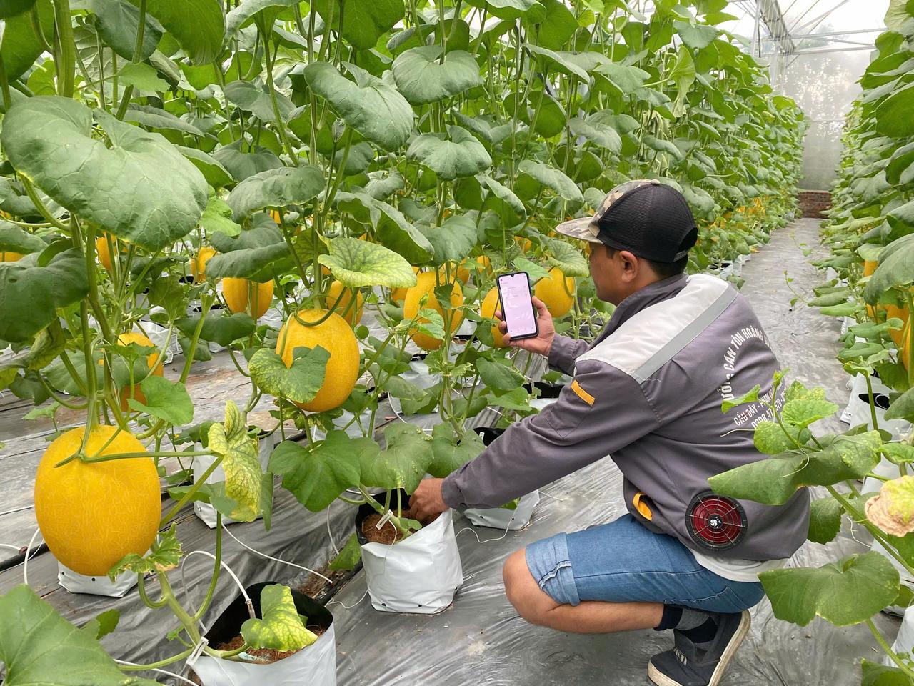Ứng dụng công nghệ cao và giải pháp thông minh trong lĩnh vực trồng trọt tại Nghệ An