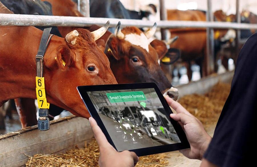 Đột phá số hóa trong quản lý chăn nuôi thông qua ứng dụng công nghệ SOR và Cloud