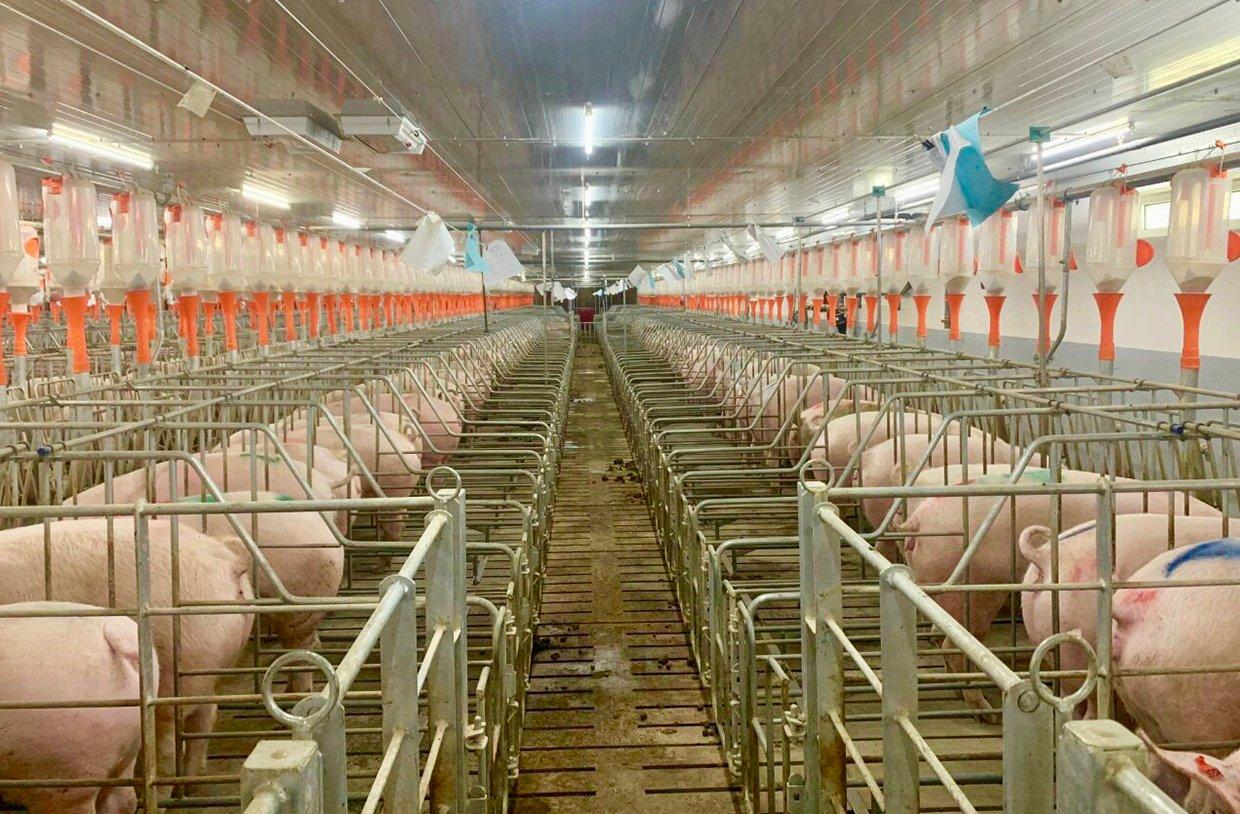 Hiện đại hóa hạ tầng chăn nuôi chuồng lạnh khép kín và tự động hóa quy trình sản xuất
